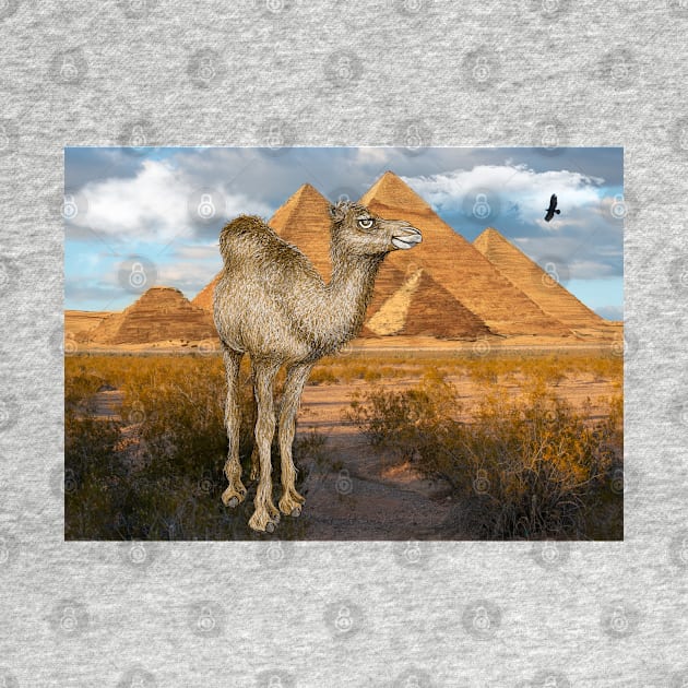 Camel at Giza Pyramids by Dual Rogue